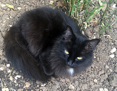 Black cat sitting curled up in a flower bed